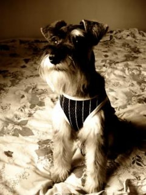 Miniature Schnauzer miniature Dog schnauzer hair about Breed Pets